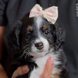 Purple - Tri-color female Bernedoodle puppy in Rockledge, Florida from Stormie's Doodles