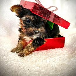 Yorkshire Terriers from CISCOK9