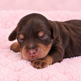 Caramel - Chocolate female Cavapoo puppy in Floyd, Virginia from Hearts and Paws Poodles and Doodles