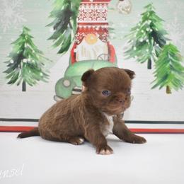 Tinsel - TINY - Chocolate female Chihuahua puppy in Bulls Gap, Tennessee from Smokey Mountain Chihuahuas
