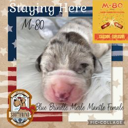 M-80 - Mantle merle female Great Dane puppy in White City, Kansas from Southwind Great Danes