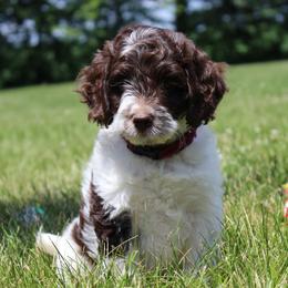 Australian Labradoodle Puppies from IvyLane Labradoodles