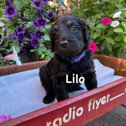 Lilo - Black female Bernedoodle puppy in Rochester, Minnesota from Marbel Wood Doodles