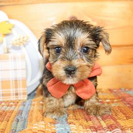 Dane - Black and tan male Yorkshire Terrier puppy in Hugo, Oklahoma from Ann R.