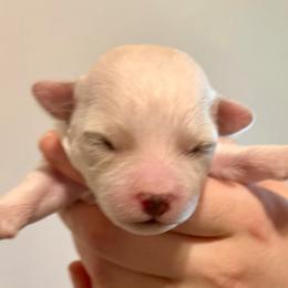 Duffy (Boy 1) - White and buff male Bichon Frise puppy in Lavon, Texas from Sissy’s Heavenly Paws