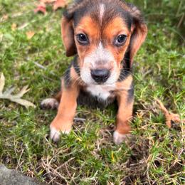 Martin - Black tan and white male Beagle puppy in Spartanburg, South Carolina from Sassy Pap Farms