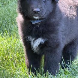 Blue - Black male Belgian Sheepdog puppy in Nazareth, Pennsylvania from Chancery Belgians