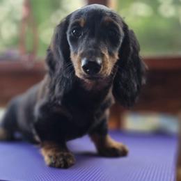 Black and tan brindle - Black and tan female Dachshund puppy in Ethel, Washington from Mickey's Miracle Doxies