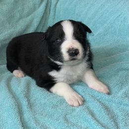 Jag - Black and white male Border Collie puppy in Henagar, Alabama from Ridge Kap Border Collies