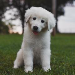 Border Collie, Bordoodle, and Maremma Sheepdog Puppies from 2J 2K Border Collies