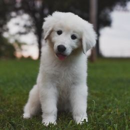 Border Collie, Bordoodle, and Maremma Sheepdog Puppies from 2J 2K Border Collies