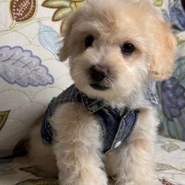 Angel - Cream male Maltipoo puppy in Bakersfield, California from Silvia's Maltipoos