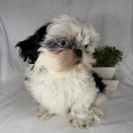 Milo - Black gold and white male Shih Tzu puppy in Bullhead City, Arizona from Arizona Shih Tzu Land