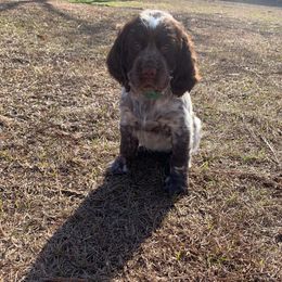 English Springer Spaniel Puppies from English Springer Spaniels at Lands Lodge