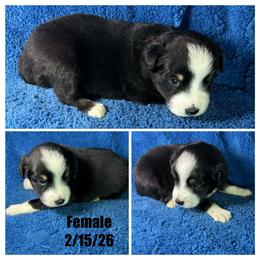 Girl 2 - Black tri female Miniature Australian Shepherd puppy in Hokes Bluff, Alabama from Alegria Toy Aussies