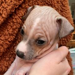 Cashmere - American Hairless Terrier puppy from Make-It-Neiked Pups