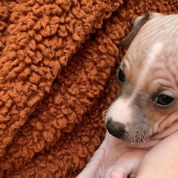 Cashmere - American Hairless Terrier puppy from Make-It-Neiked Pups