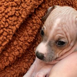 Cashmere - American Hairless Terrier puppy from Make-It-Neiked Pups