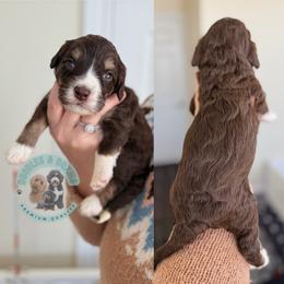 Vixen - Tri-color female Bernedoodle puppy in Marion, Ohio from Doodles & Doxies