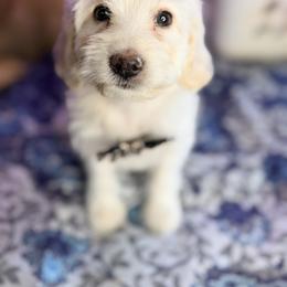 Heavy Whipping Cream - with training - Cream male Cockapoo puppy in Boonville, North Carolina from Doods & Dolls