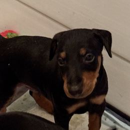 Boy 1 - Black and tan male Manchester Terrier puppy in East Oakdale, California from Tango Kennels