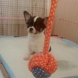 Lily - Black and white female Chihuahua puppy in Lake George, New York from Moonhill Chihuahuas