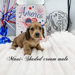 Maui - Cream male Dachshund puppy in Prairieville, Louisiana from Southern Barron Danes & Dachshunds