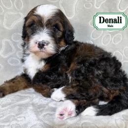 Denali - Sable male Bernedoodle puppy in Milan, Indiana from Doodles & Spice