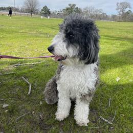 Junie - Aussiedoodle