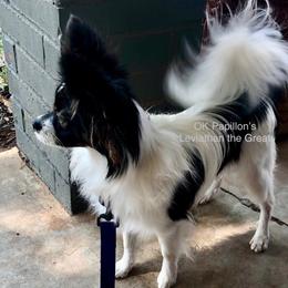 Levi - Papillon
