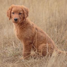 Trinket - Dark golden female Golden Retriever puppy in Eugene, Oregon from Oregon's Oodles of poodles & doodles