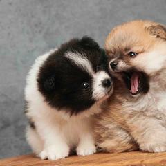 Pomeranian Puppies from Tuft of Poms