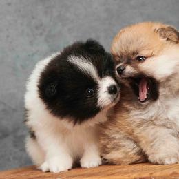 Pomeranian Puppies from Tuft of Poms