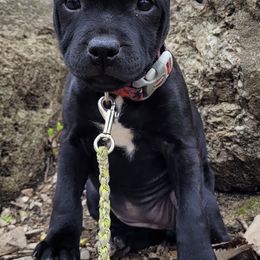 Staffordshire Bull Terriers from BREWLIN CREW