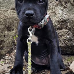 Staffordshire Bull Terriers from BREWLIN CREW