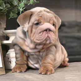 Girl - Lilac tri-color female Bulldog puppy in St Louis, Missouri from BangerBulls