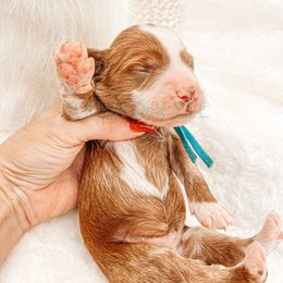 Cavapoo and Goldendoodle Puppies from Oh My Mini Doodle