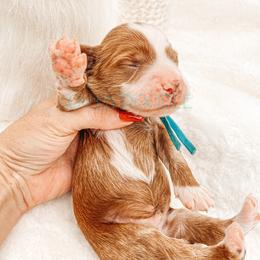 Cavapoo and Goldendoodle Puppies from Oh My Mini Doodle