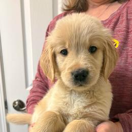 Benny - Light golden male Golden Retriever puppy in Seville, Ohio from Retriever Ranch