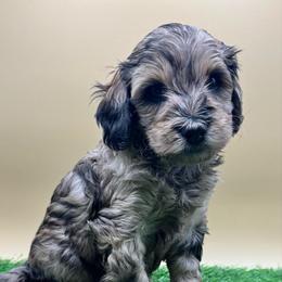 Leather - Merle male Goldendoodle puppy in Hendersonville, North Carolina from Kim's Cove Dog Co.