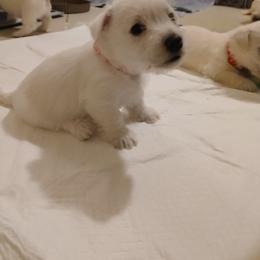 West Highland White Terrier Puppies from Wagglesworth Westies