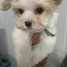 Girl 1 - Gold Yorkshire Terrier puppy in Catawba, North Carolina from Gamora’s Galactic Paw Pals