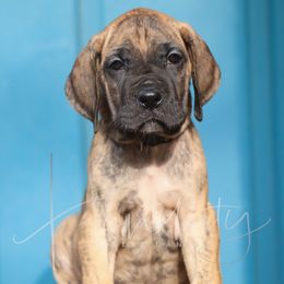 Opal - Brindle female Great Dane puppy in Denison, Texas from Hundeity Great Danes