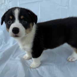 Light blue - Black and tan female Pembroke Welsh Corgi puppy in Baker, Florida from Courtlyn's Corgis