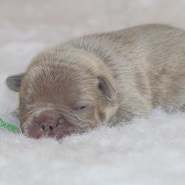 Nico - Blue male French Bulldog puppy in Winnsboro, Texas from JP Ranch Bulldogs