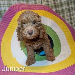 Juniper - Buff male Cockapoo puppy in Sunset, Louisiana from Cano Cockapoos