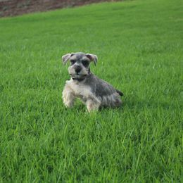 AKC Ivory (Purple) - Salt and pepper female Miniature Schnauzer puppy in Vista, California from Olympus Schnauzers