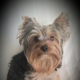 Rosco - Yorkshire Terrier