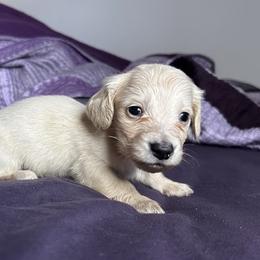 Ee Cream Male AKC - Cream male Dachshund puppy in Lehigh Acres, Florida from Ruby Rose Dachshund Dynasty