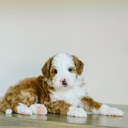 Rose - Red female Bernedoodle puppy in Spanish Fork, Utah from K Brand Doodles